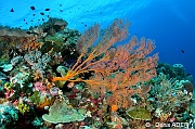Melithaea ochracea-Ambiance-Waka Sawa Spiral corner-5m-20180528-Denis-ADER-DSC_1410_tn